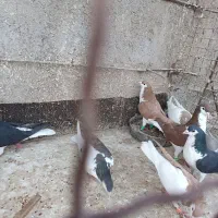 ۱۰جفت ساده رنگی اس