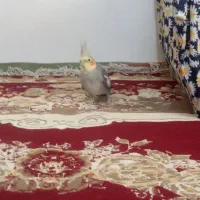 معاوضه عروس آهویی با عروس لوتینو نر