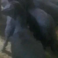 فروش بره قره موفر|حیوانات مزرعه|شاهین دژ, |دیوار