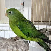 طوطی بارابان وجفت مولد طوطی ملنگو سبز|پرنده|بندرعباس, |دیوار