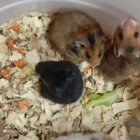 همستر.خوکچه.خرگوش.رت ویستار.موش سوری Aco pet|موش و خرگوش|زنجان, |دیوار