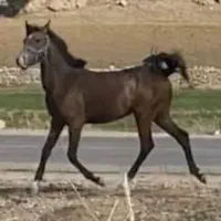 فروش اسب