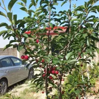 فروش زمین ۳۵۰ متری چهاردیواری در کوشک‌زر|فروش زمین و ملک کلنگی|هشتگرد, کوشک زر|دیوار