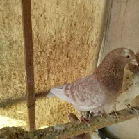 کفتر پرشی|پرنده|شهر ری, حمزهآباد|دیوار