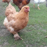 فروش مرغ امپراتور|حیوانات مزرعه|شاندرمن, |دیوار