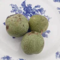 گردو