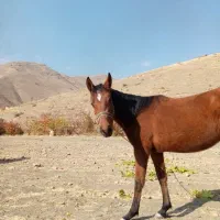 اسب ترکمن|اسب و تجهیزات اسب‌سواری|سنندج, |دیوار