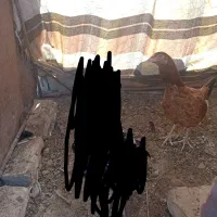 مرغ|حیوانات مزرعه|سراوان, |دیوار