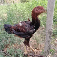 لاری سه ماهه