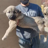 توله سرابی اصیل