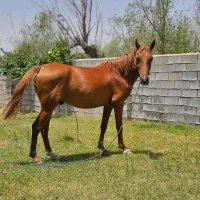 اسب نریون در شوری