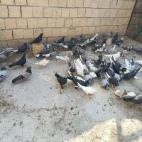 کبوتر اصفهانی|پرنده|خمینیشهر, |دیوار