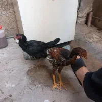 ۴ عدد خروس لاری|حیوانات مزرعه|تهران, باغ خزانه|دیوار