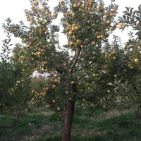 آبسرد-دماوند-500-متر-باغ-با-جواز-ساخت