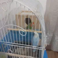 یه جفت نروماده کوتوله برزیلی|پرنده|رشت, گلسار|دیوار