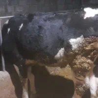 تلیسه پای کل|حیوانات مزرعه|دینور, |دیوار