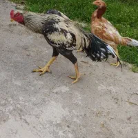 خروس ومرغ لاری جوان