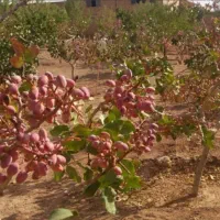 فروش  فوری باغ پسته بادوحبه اب وزمین  در شهرک نفت