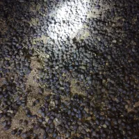 فروش کودگوسفند