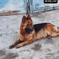 واگذاری ژرمن شپرد