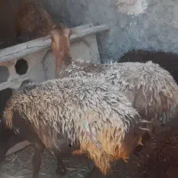 گوسفند وعده ای
