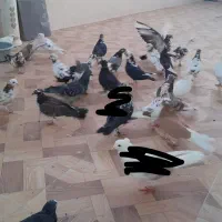 کبوتر.کفتر|پرنده|قم, چهل درخت‎|دیوار