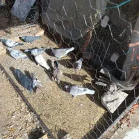 کفتر کبوتر|پرنده|سیرجان, |دیوار