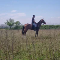 کره نریان ترکمن