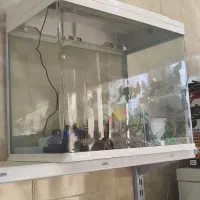 اکواریوم ماهی