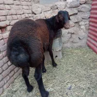 بره گوسفند نر