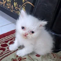 گربه پرشین اصیل
