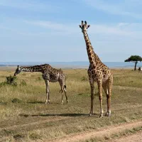 تور ویژه بهمن و عید نوروز کنیا در آفریقا|تور و چارتر|رشت, تازه آباد|دیوار