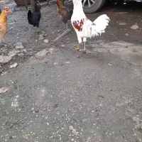 فروش خروس ومرغ     رودسر رحیم اباد محل فروش