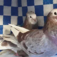 یک جفت کفترنقش پرشی وعالی