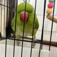 طوطی ملنگو نر|پرنده|آستانه اشرفیه, |دیوار