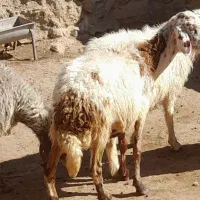 فروش میش|حیوانات مزرعه|پاپی, |دیوار