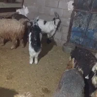 بیگ داشتی|حیوانات مزرعه|مسجد سلیمان, |دیوار