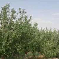 باغ درخت۱۵ساله سند۶دانگ بامجوزساخت معاوضه باماشین|فروش زمین و ملک کلنگی|مشهد, شاهد (شهرک غرب)|دیوار