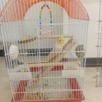 عروس هلندی ماده