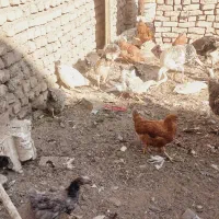 مرغ خروس وبوقلمون|حیوانات مزرعه|نیشابور, سرآب کوشک|دیوار