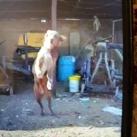 یه جفت توله قدرجونی ۶ماه سرخ|سگ|زرقان, |دیوار