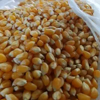 ذرت پفیلایی تازه