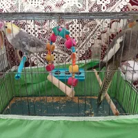 یک جفت عروس هلندی مولد با یک جوجه هفت ماهه|پرنده|کبودرآهنگ, |دیوار