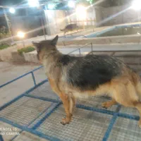 یک جفت سگ ژرمن شپرد نرو ماده|سگ|کرمان, |دیوار