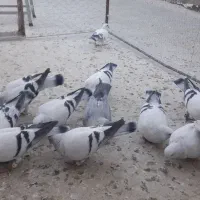 کفتر شامی ،سینه سیاه، ساده،|پرنده|جلیل آباد, |دیوار