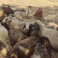 گوسفند داشتی