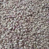 لوبیا چیتی درجه یک