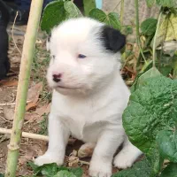 توله بردر کولی