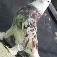 کفتر هما شازده سرور|پرنده|ری, عباس‌آباد|دیوار