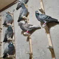 ۲۴ تا کبوتر  زدوخوردی